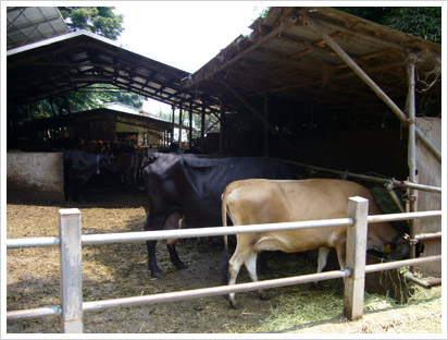 hachioji-cowfarm.jpg