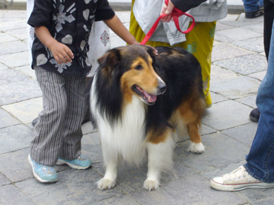 A dog at the shrine