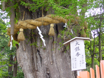 Thousand year old Ginkgo Tree