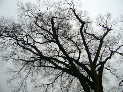 Tree at Sanjusangendo