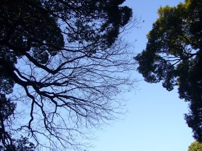Meiji shrine sky